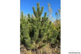 Сосна крымская Черная (Pinus nigra) – фото весной - красовский-сад.рф