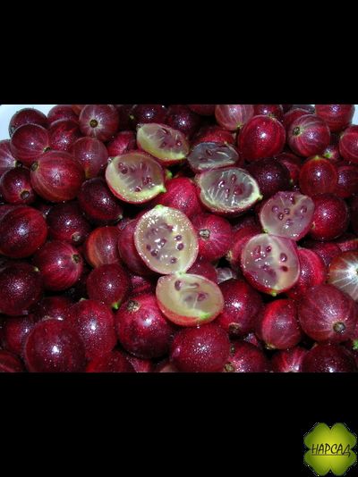 Крыжовник "Краснославянский" (самый вкусный)