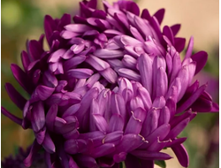 ПИОНОВИДНАЯ ФИОЛЕТОВАЯ  БАШНЯ 4ШТ