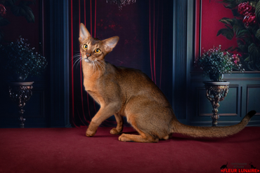 Абиссинские котята