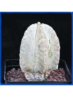 Astrophytum myriostigma v. columnare SB 340