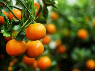 Танжерин (Citrus reticulata Blanco var. Tangerine) 30 мл  - 100% натуральное эфирное масло