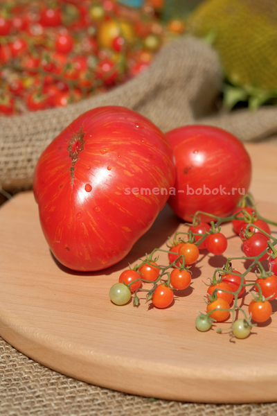 Томат Dwarf Firebird Sweet (Гном Жар-птица сладкая), 10 шт