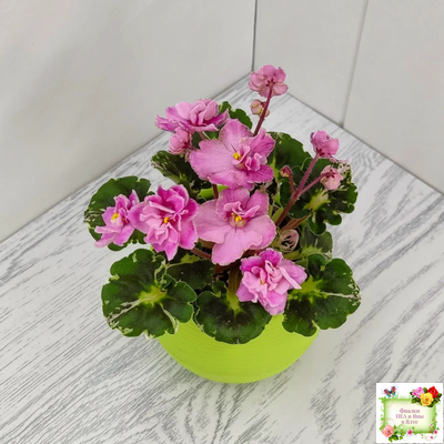 Snuggles Little Girl (S. Sorano) (пестролистный гёрл)