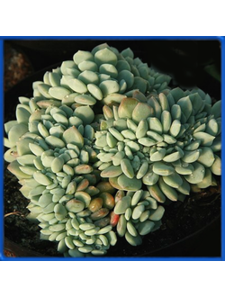 Echeveria amoena f. cristata