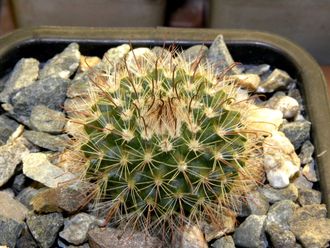 Parodia microsperma VG-1346  (D=30-35мм)