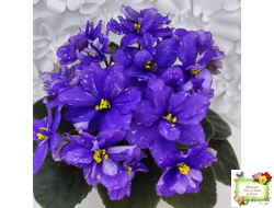 Н-Млечный Путь (Н. Бердникова)