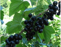 Деликатес (смородина черная)