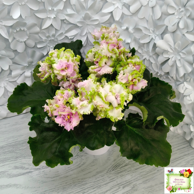 ЛЕ-Денди (Е. Лебецкая) 2011 г.