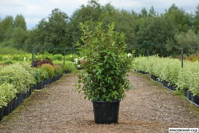 Вейгелла Розеа - Weigela Rosea