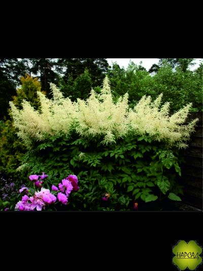 Волжанка обыкновенная (двудомная, лесная)