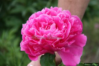Paeonia Jay Cee