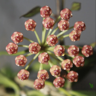 Hoya sp. PNG 443 epc 719