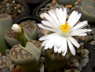 Lithops karasmontana v.lericheana C267 - 10 семян