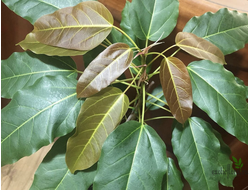 Ficus Virens clon A/ фикус виренс-1