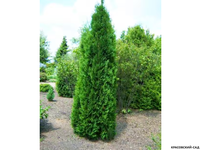 Туя Малониана