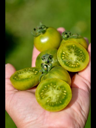 Томат Гном Beautiful Ones (Красотки), 10 шт