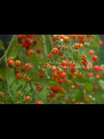 Томат ампельный Сотни и тысячи (100 и 1000), 10 шт.