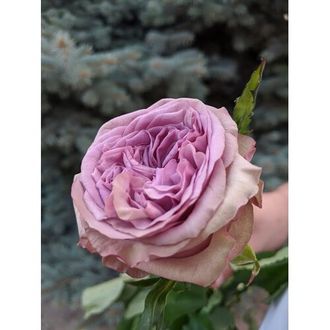 Dolcetto (Дольчетто) De Ruiter