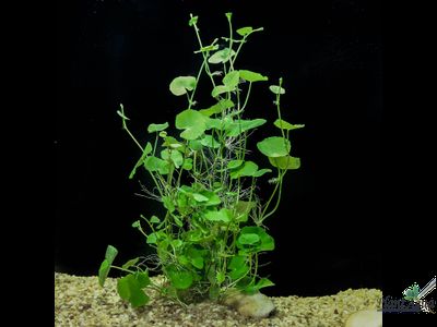 Гидрокотила белоголовая (ветка)