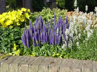 Вероника колосовая (сорт &#039;Ulster Dwarf Blue&#039;), ЗКС