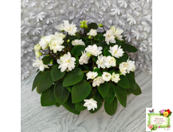 ЛЕ-Жемчужинка (Е. Лебецкая) 2018 г. трейлер