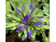 Anemone blanda Синие Перышки