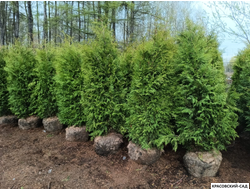 Туя Брабант - Brabant