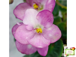 Heinz's Bubbles (H.Dornbusch) (лист посажен 30.01.26)