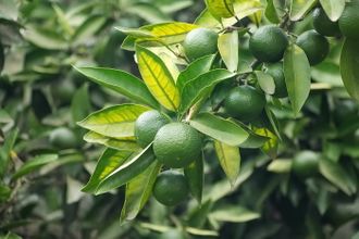 Мандарин зеленый (Citrus reticulata) Сицилия, 5 мл - 100% натуральное эфирное масло