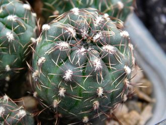 Gymnocalycium erinaceum  VG-339 (D=20-25 mm)