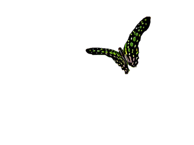 Тропикарий-Ферма бабочек 7 шт. некрупных видов