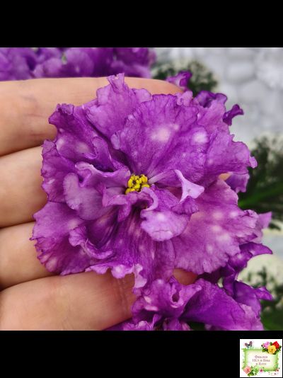 ВаТ-Шоколадное Настроение (Т. Валькова) 2019 г.