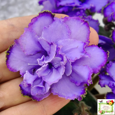 Blue Dragon (LLG/P.Sorano) (9516) 12/17/2005