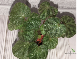 Begonia ningmingensis var. bella