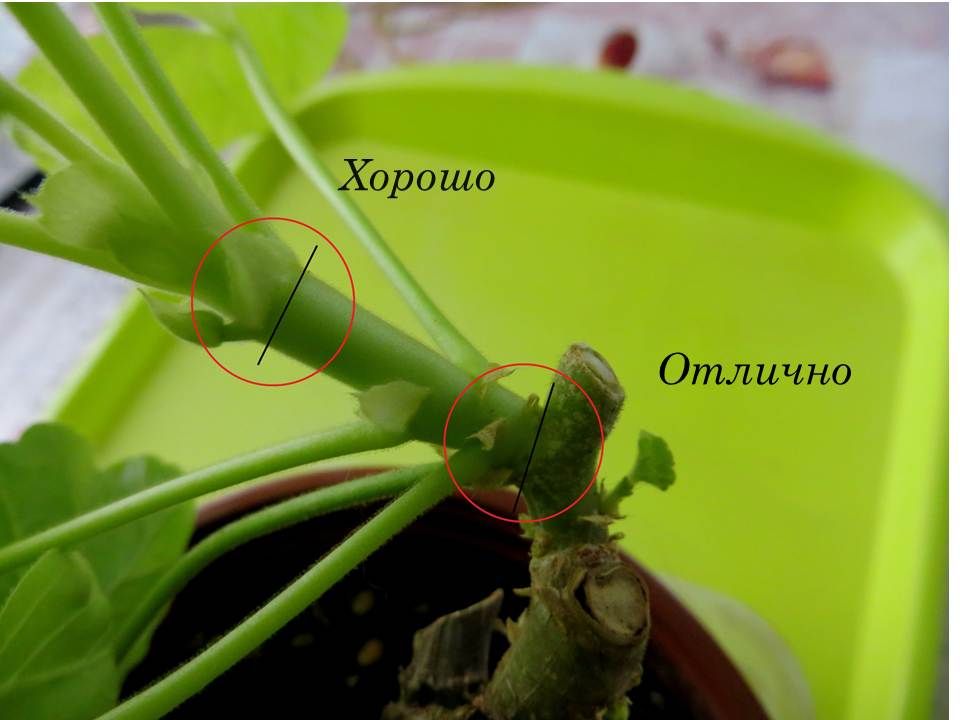 Место среза черенка у герани. Укоренение герани листом. Размножение пеларгонии летний водопад смесь. Когда лучше обрезать пеларгонию и укоренять черенки. Размножение герани листом