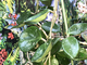 HOYA CARNOSA SPLASH ROUND LEAVES EPC-893