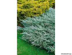 Можжевельник горизонтальный Джад Ривер купить в Москве