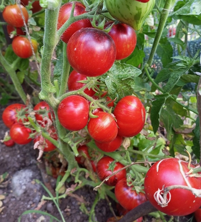 Томат Анто полосатый (Dwarf Striped Antho) США