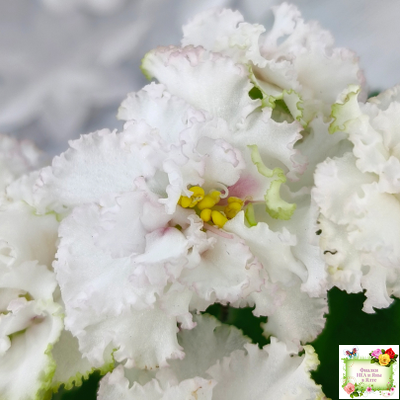 АВ-Любимая Игрушка (Фиалковод) 2015 г.