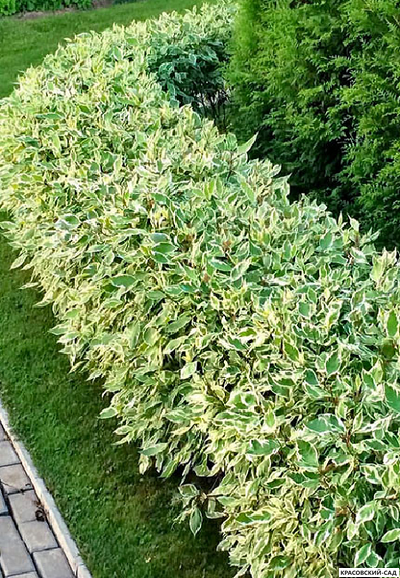 Дерен белый Сибирика Варьегата