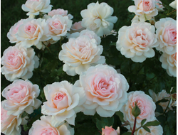 Чандос бьюти (Chandos Beauty),  Ч\Г, Harkness