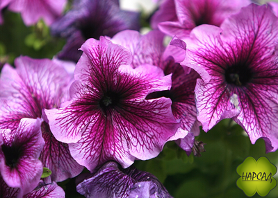 ПЕТУНИЯ АМПЕЛЬНАЯ ДЛЯ КАШПО 1 ШТ РАССАДА