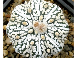 Astrophytum asterias cv.Super Kabuto - 5 семян