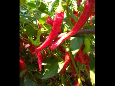 Перец сладкий Чудо паприка