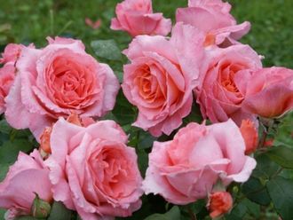 Институт люмьер (Institut lumiere), шраб.