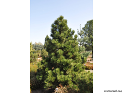 Сосна Гельдрейха - Pinus Heldreichii