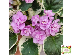 Alameda Trail (P.Harris) трейлер (лист посажен 06.10.25)