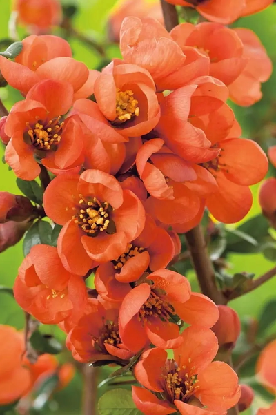 Айва (Хеномелес) средний Orange Trail