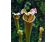 Sarracenia hybrid 12